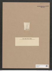 Navicula sp. (de-Toni-Nr.: Species 913 ?) Zeichnungen Sammlung Grunow Nr. 1423 (NHMW-BOT-W0368403)